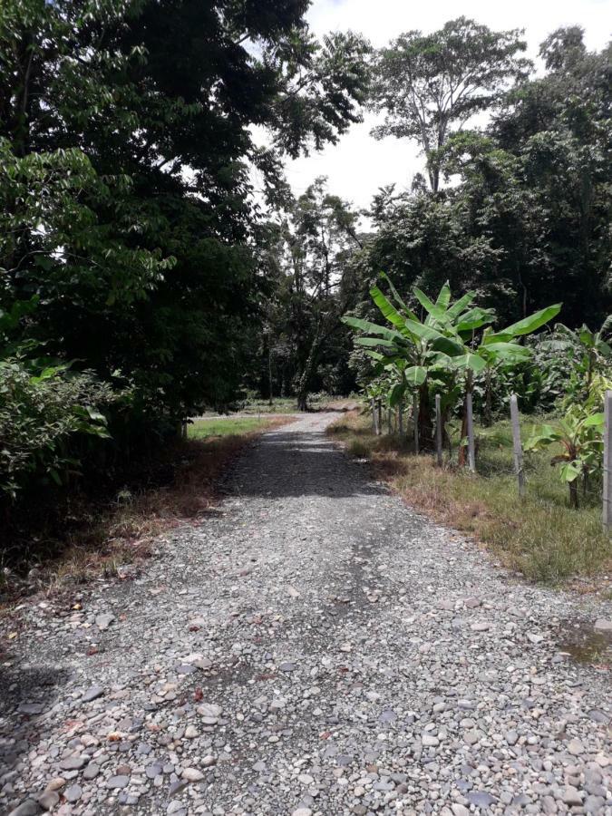 Puerto Viejo de TalamancaCasa Arlecchinoアパートメント エクステリア 写真